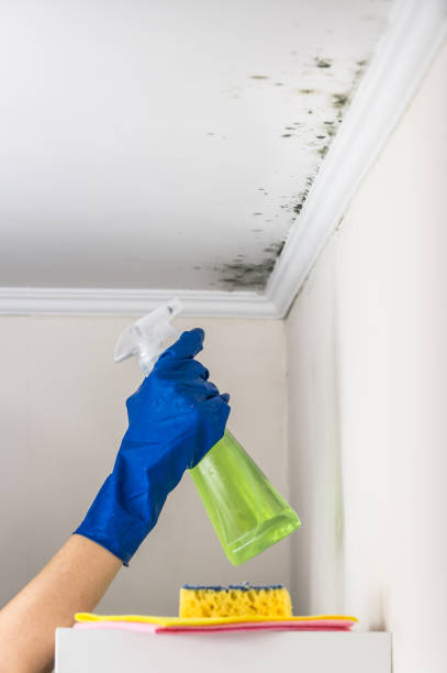 Why You Should Choose Our Mold Remediation Services in Goodwell, OK